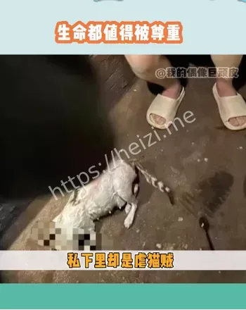偷猫虐杀