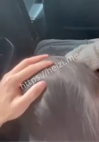 车身振动