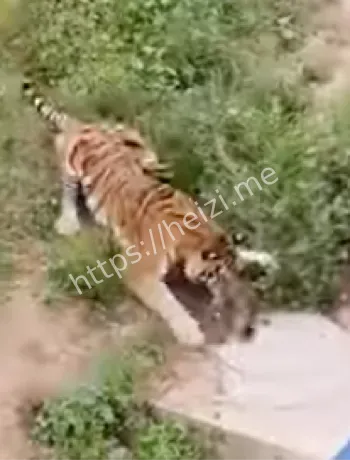 动物园安全措施