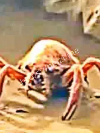 火星古生命证据