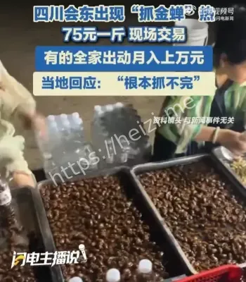 上万人抓金蝉