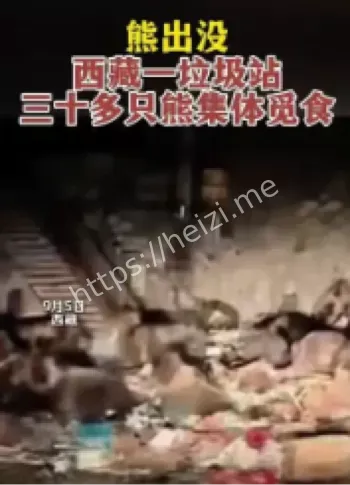 西藏藏马熊垃圾站觅食