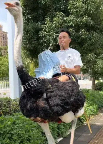 云南男子骑鸵鸟上路