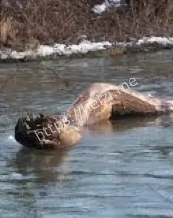 尼斯湖声纳扫描无果