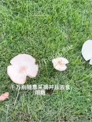 蘑菇中毒