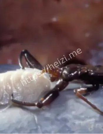 罗马尼亚地下化学合成生态