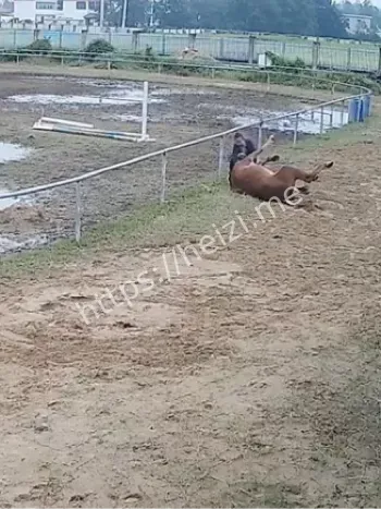 马术俱乐部护栏安全