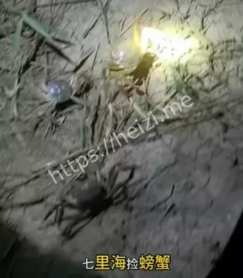 马路惊现螃蟹大军