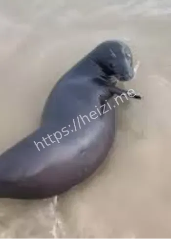 海豹阿侬事件