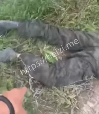 黑龙江交警被曝