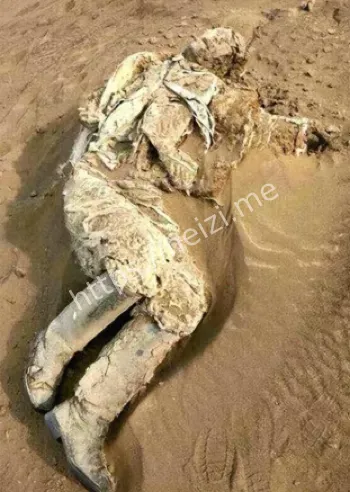 双鱼玉佩病毒复制