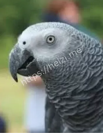 鹦鹉复述争吵破案铁证