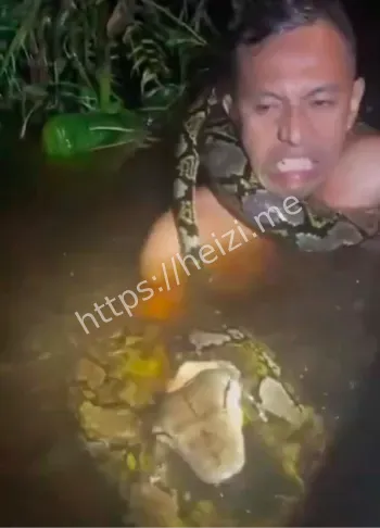 入侵巨蟒生态危机