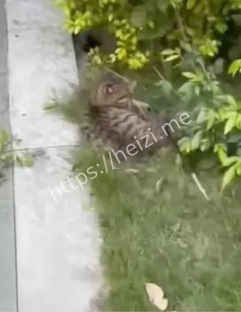 弓箭手射杀流浪猫