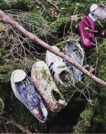 日本青木原树海