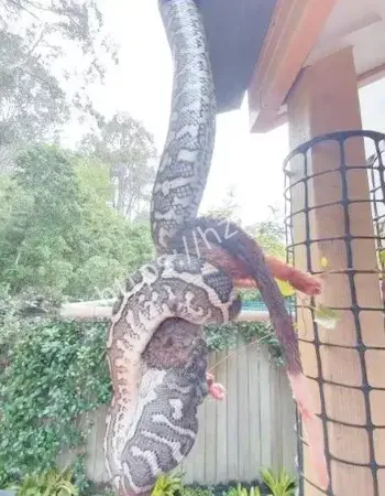 巨蟒三日护棺守护