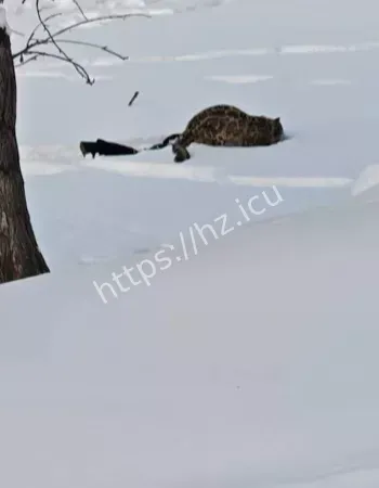 雪豹伤人事件