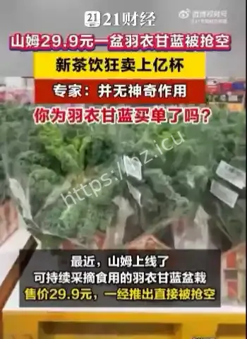 山姆羽衣甘蓝卖断货