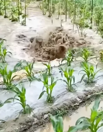 菜地突然冒出大量清水