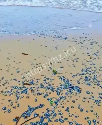 深圳大梅沙银币水母爆发