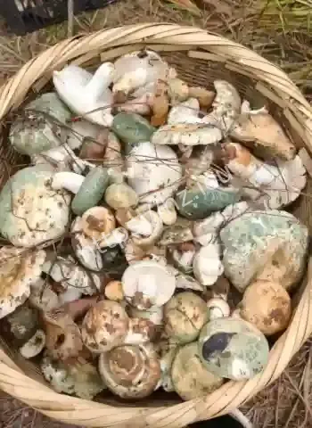 杭州天价山珍遍地都是