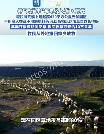 养光伏羊