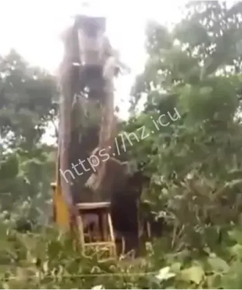 南美雨林顶级猛兽生存现状